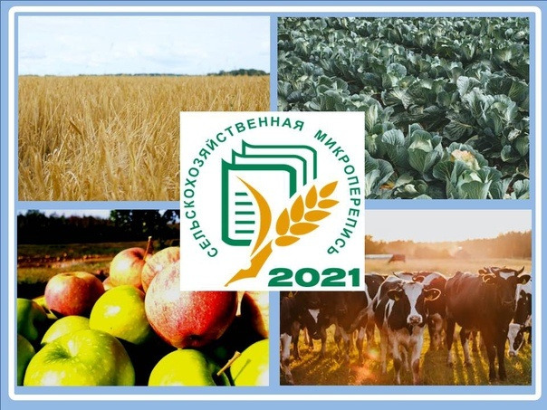 СХмикроперепись-2021