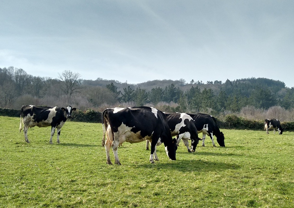 cows-668821_1280